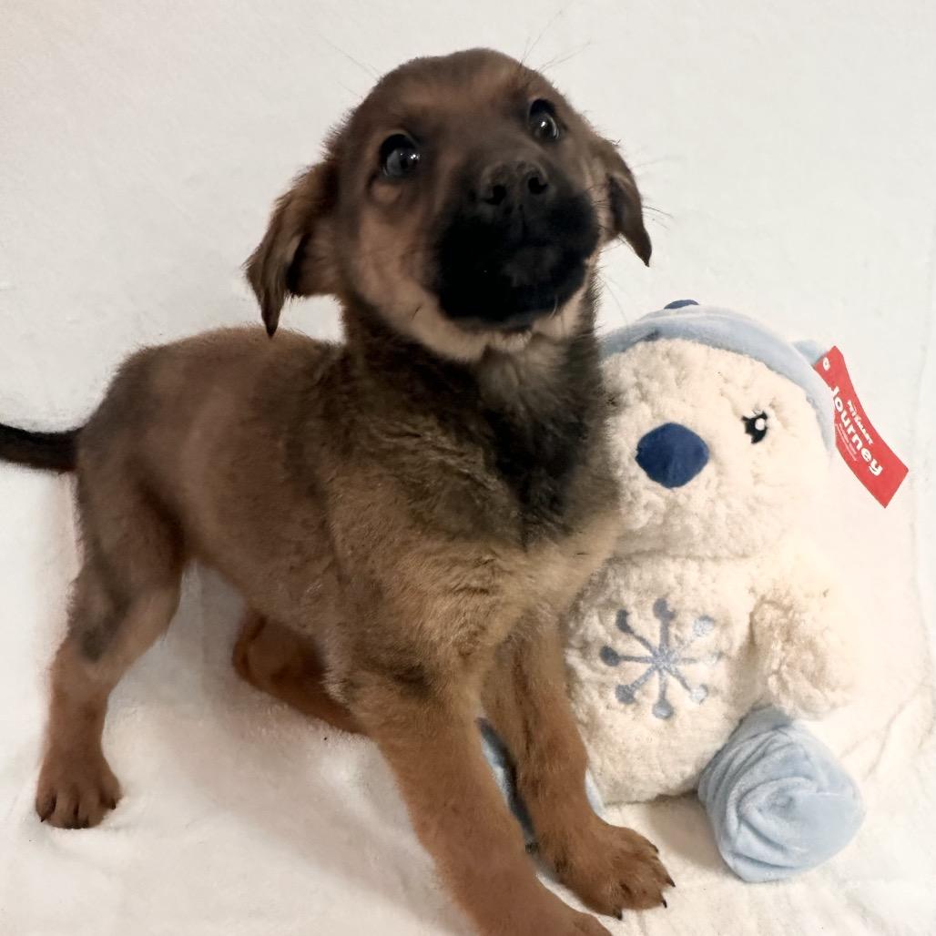 Johnny, Adoptable, Puppy Male German Shepherd Dog.