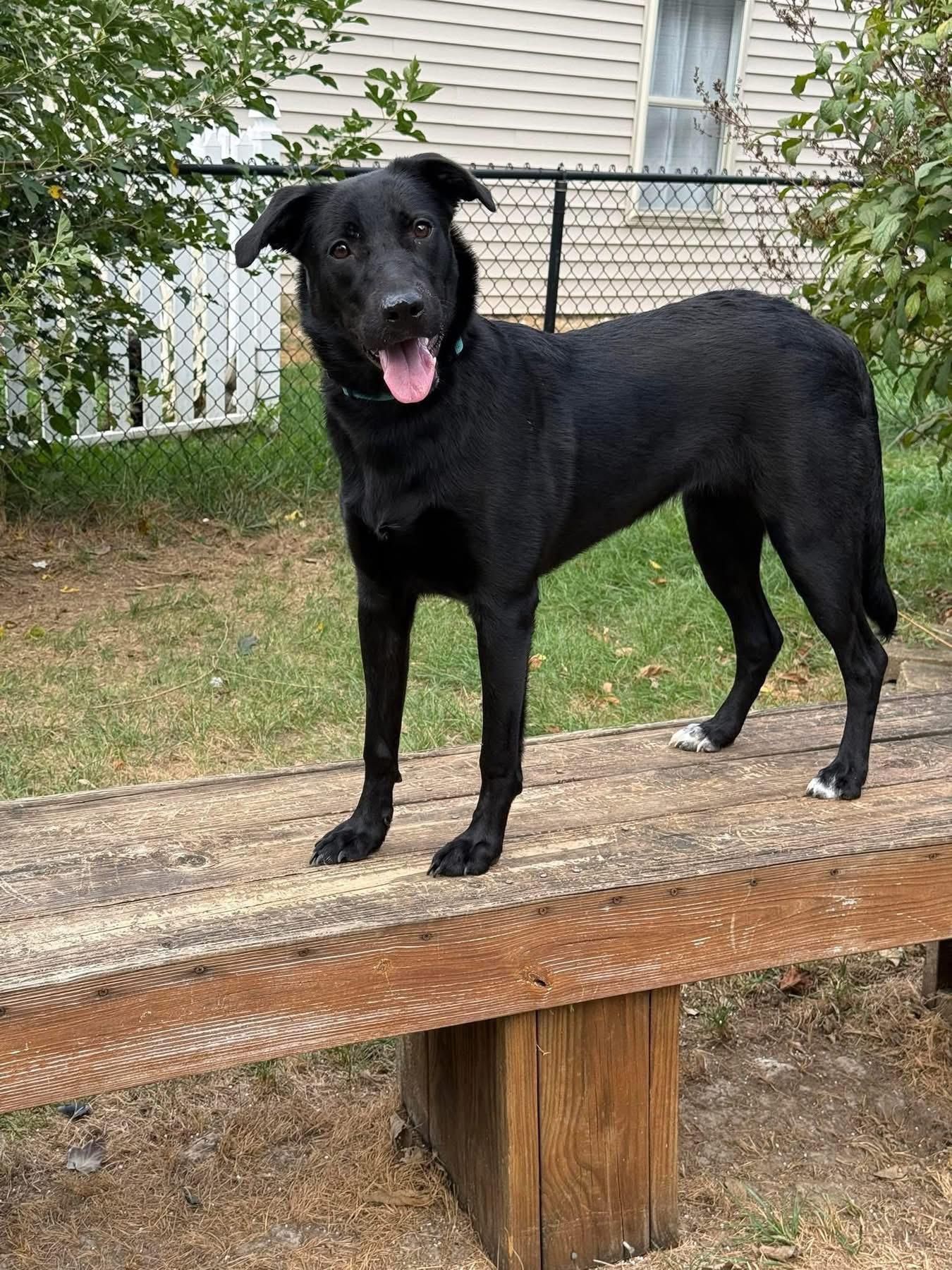 Enlarge Millie , a ADOPTABLE mixed breed in Greenwood, IN image 2/6
