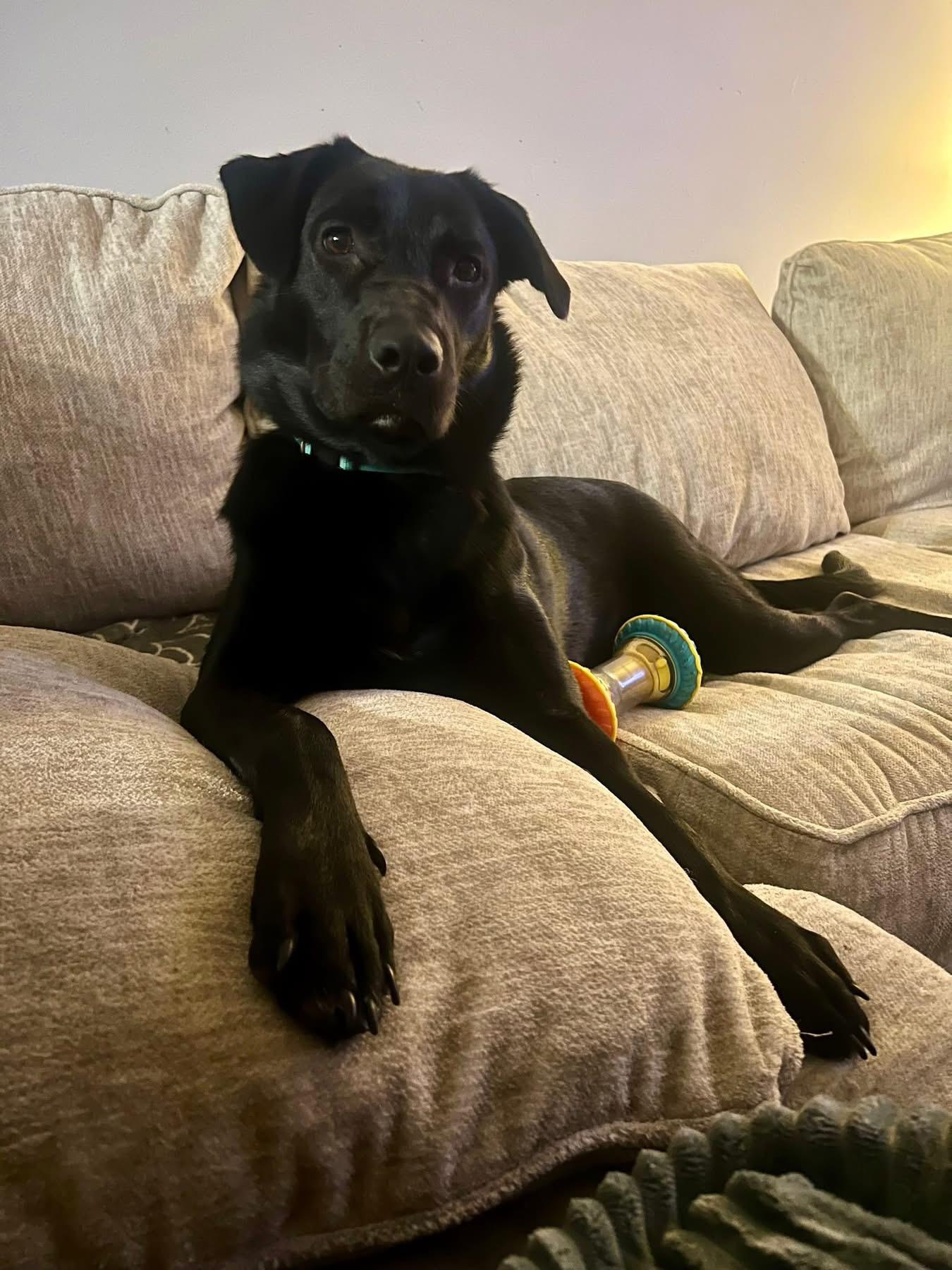 Enlarge Millie , a ADOPTABLE mixed breed in Greenwood, IN image 3/6