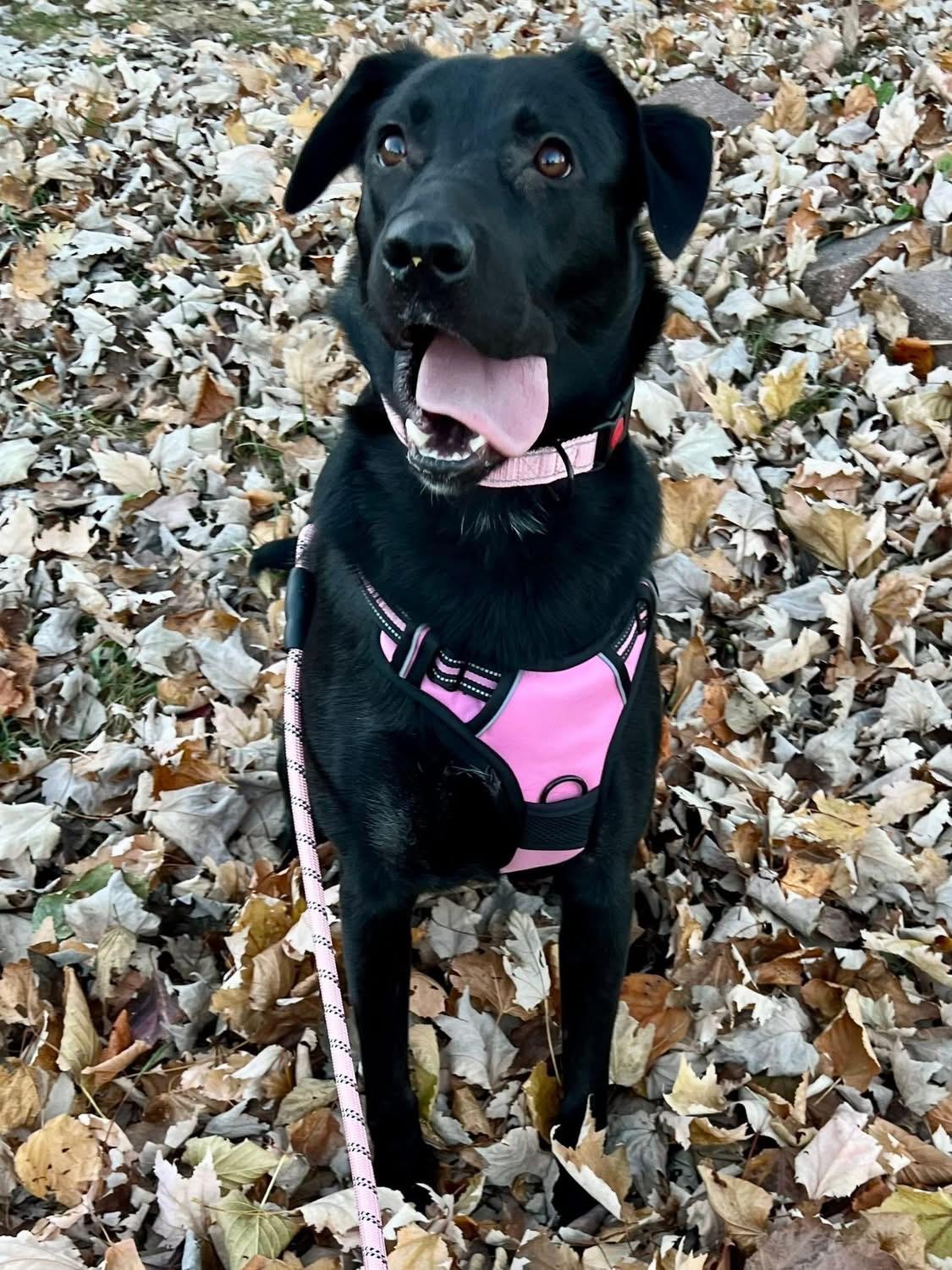 Enlarge Millie , a ADOPTABLE mixed breed in Greenwood, IN image 5/6