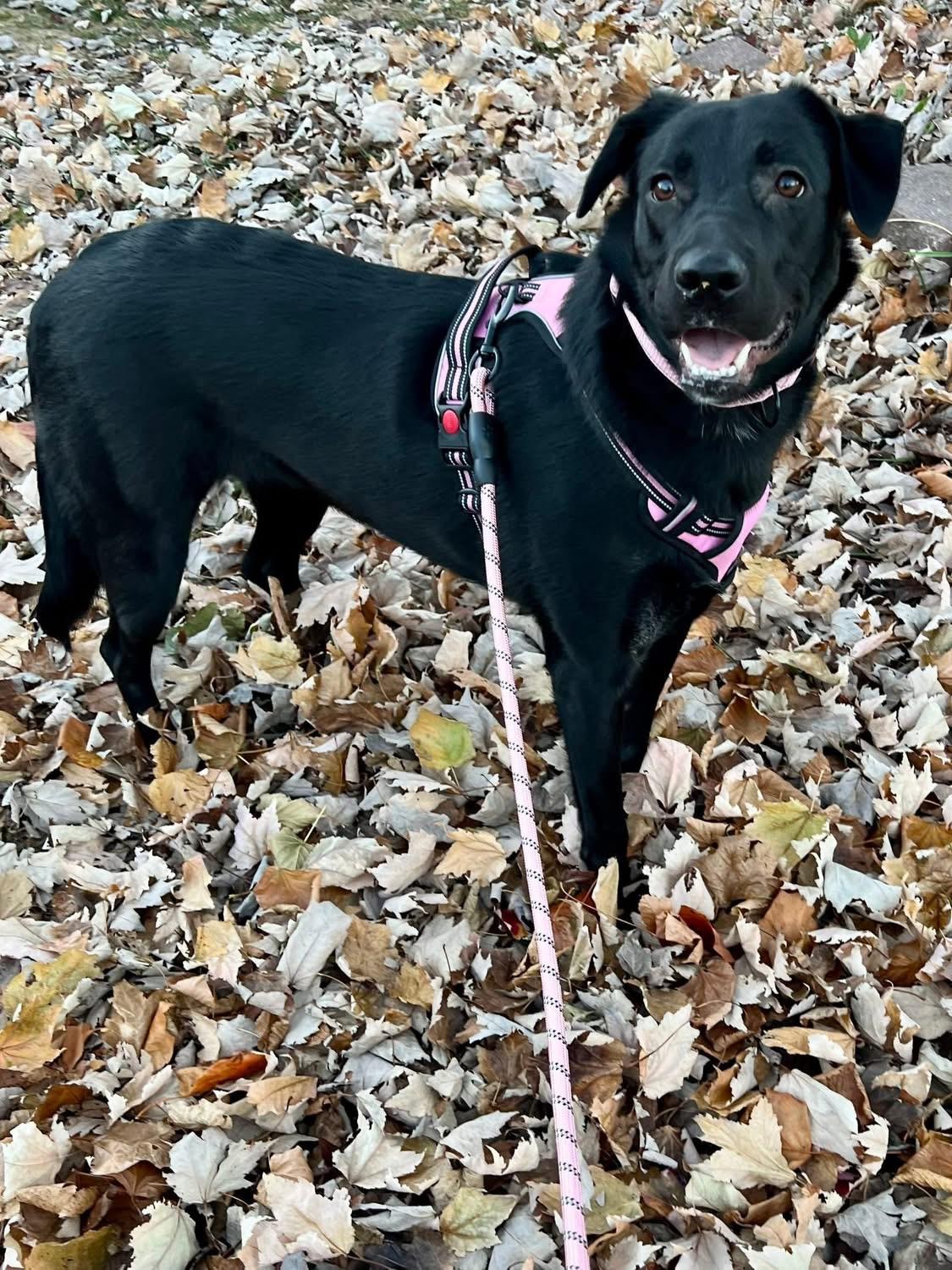 Enlarge Millie , a ADOPTABLE mixed breed in Greenwood, IN image 1/6