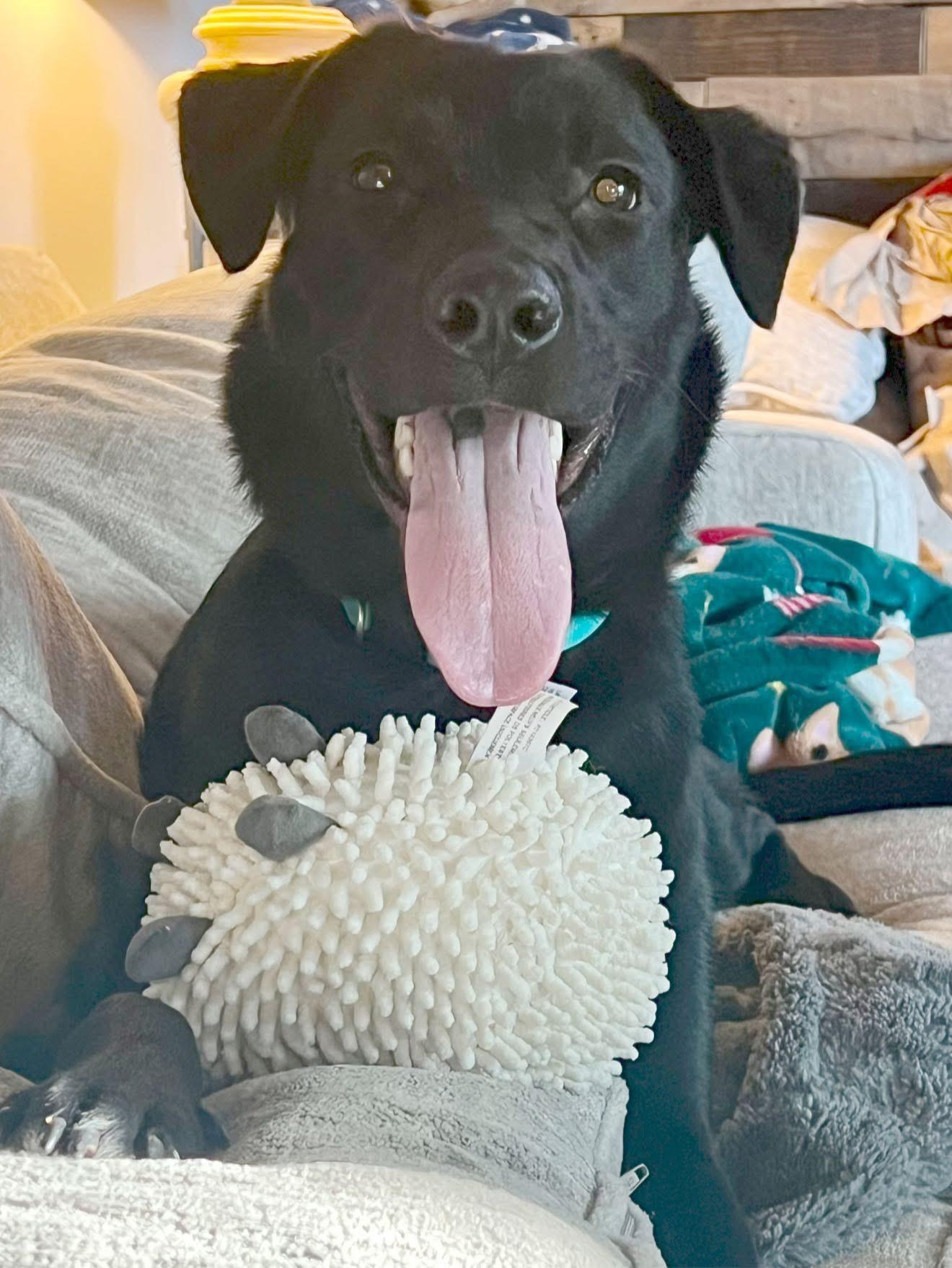 Enlarge Millie , a ADOPTABLE mixed breed in Greenwood, IN image 4/6