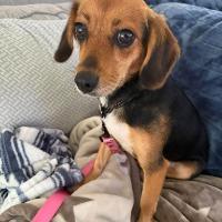 Enlarge Tillie, a Adopted mixed breed in Albany, NY image 2/3