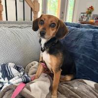 Tillie, Adoptable, Young Female Beagle.