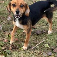 Enlarge Tillie, a Adopted mixed breed in Albany, NY image 3/3