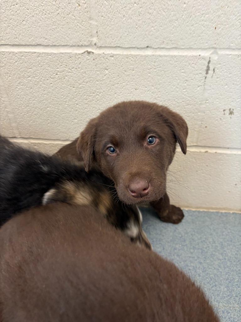Ruby (Hershey), Adopted, Young Female Chocolate Labrador Retriever & German Shepherd Dog.