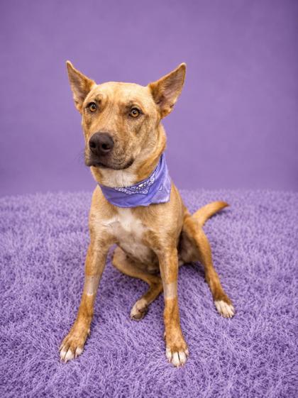 Rue, Adoptable, Adult Female Shepherd & Mixed Breed.