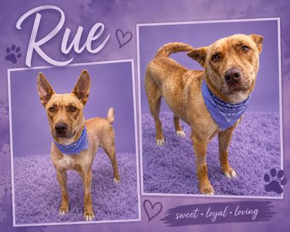 Enlarge Rue, a Adoptable mixed breed in Seagoville, TX image 2/3