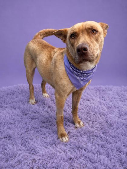 Enlarge Rue, a Adoptable mixed breed in Seagoville, TX image 3/3