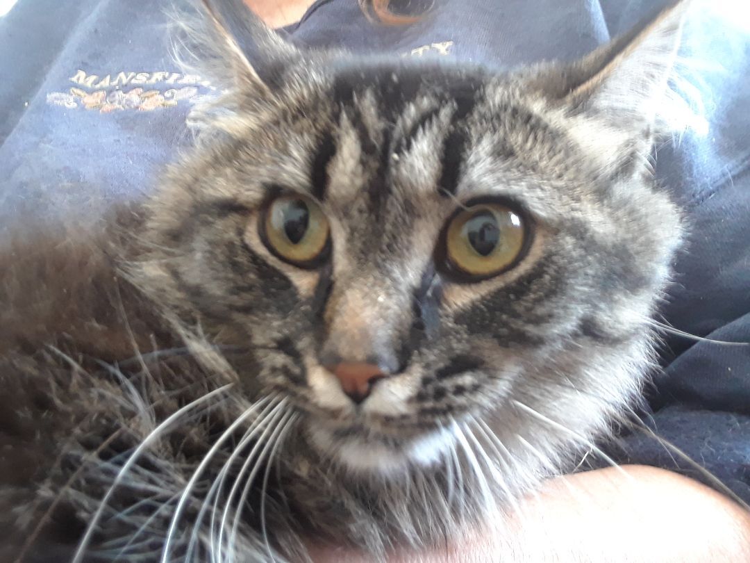 Bathsheba, Adult Female Domestic Long Hair