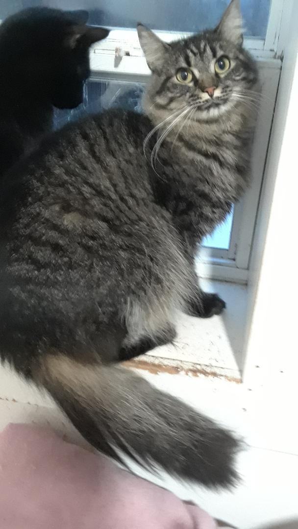 Enlarge Bathsheba, an adopted Domestic Long Hair in Millerton, PA image 6/6