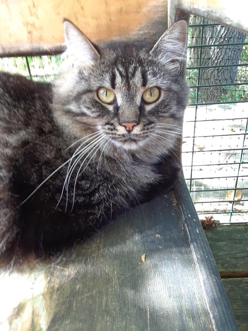 Enlarge Bathsheba, an adopted Domestic Long Hair in Millerton, PA image 1/6