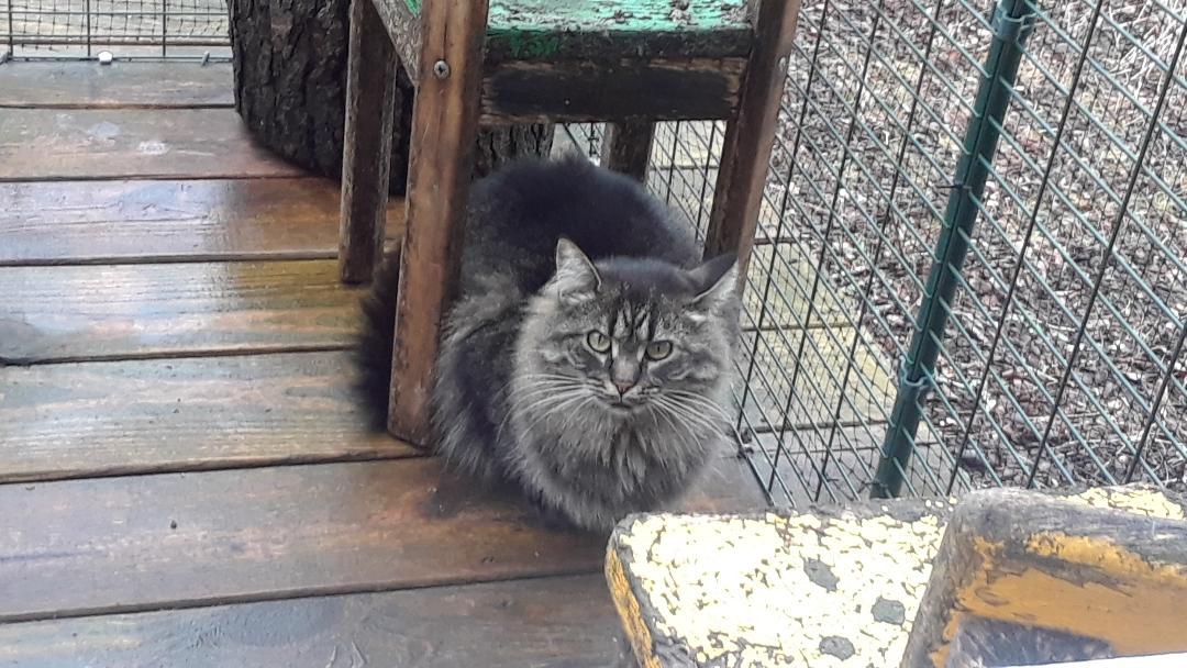 Enlarge Bathsheba, an adopted Domestic Long Hair in Millerton, PA image 4/6