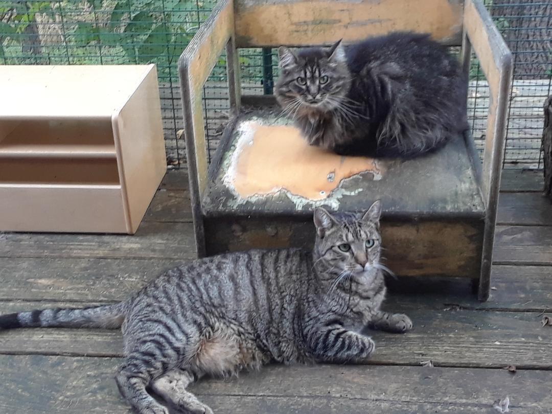 Enlarge Bathsheba, an adopted Domestic Long Hair in Millerton, PA image 5/6