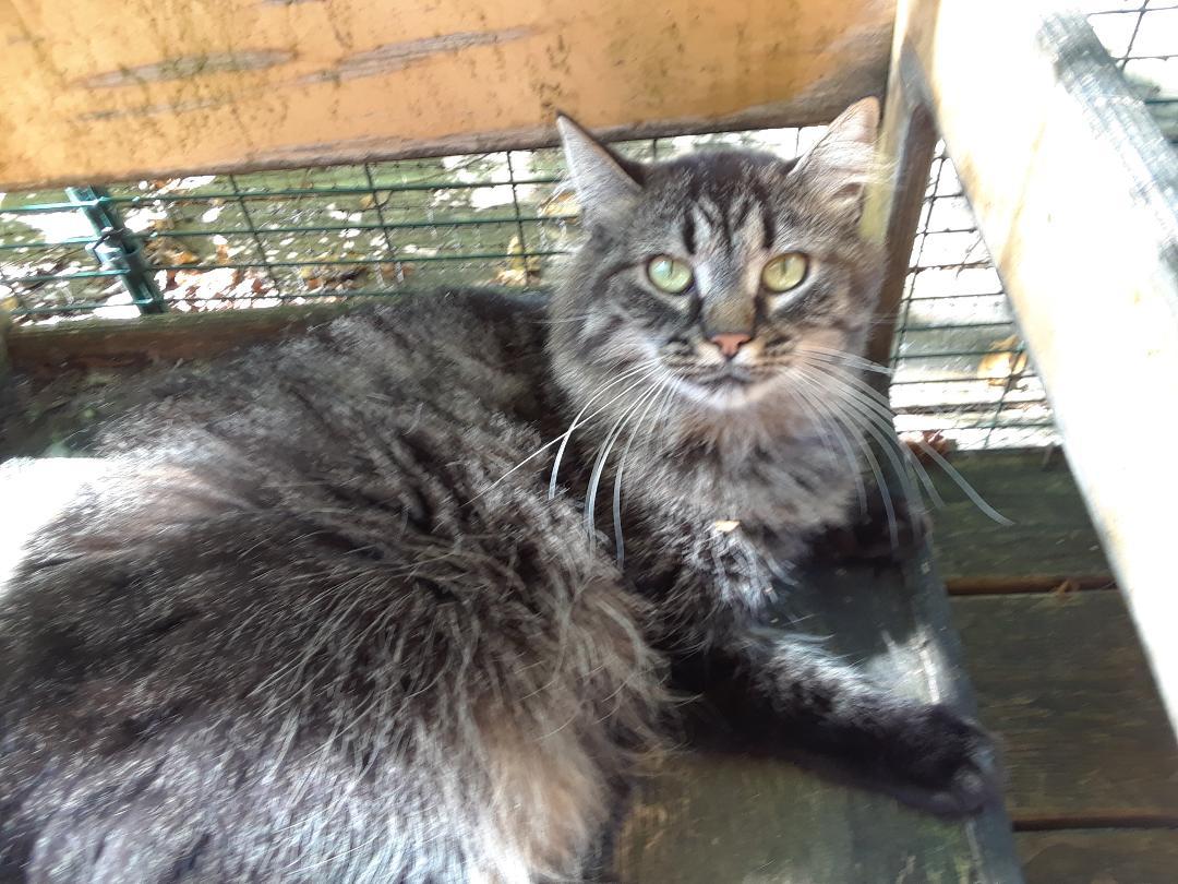 Enlarge Bathsheba, an adopted Domestic Long Hair in Millerton, PA image 2/6