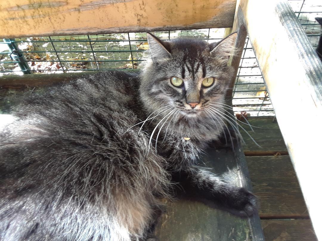 Enlarge Bathsheba, an adopted Domestic Long Hair in Millerton, PA image 3/6
