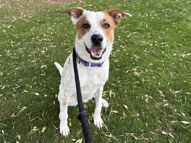 RUSSELL, Adoptable, Young Male Australian Cattle Dog / Blue Heeler & Mixed Breed.