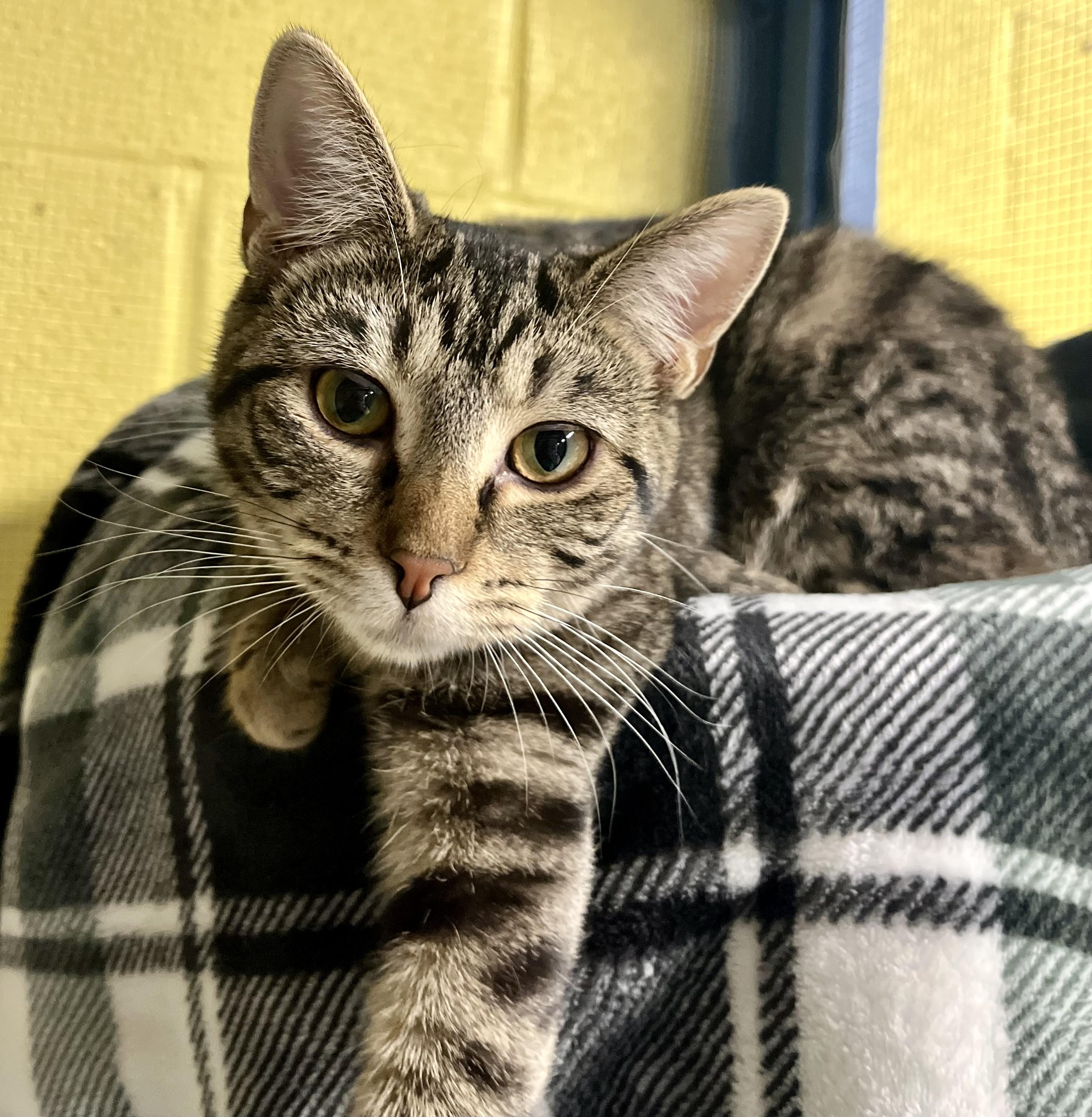 Sour, a Adoptable Domestic Short Hair in Seville, OH image 1/2