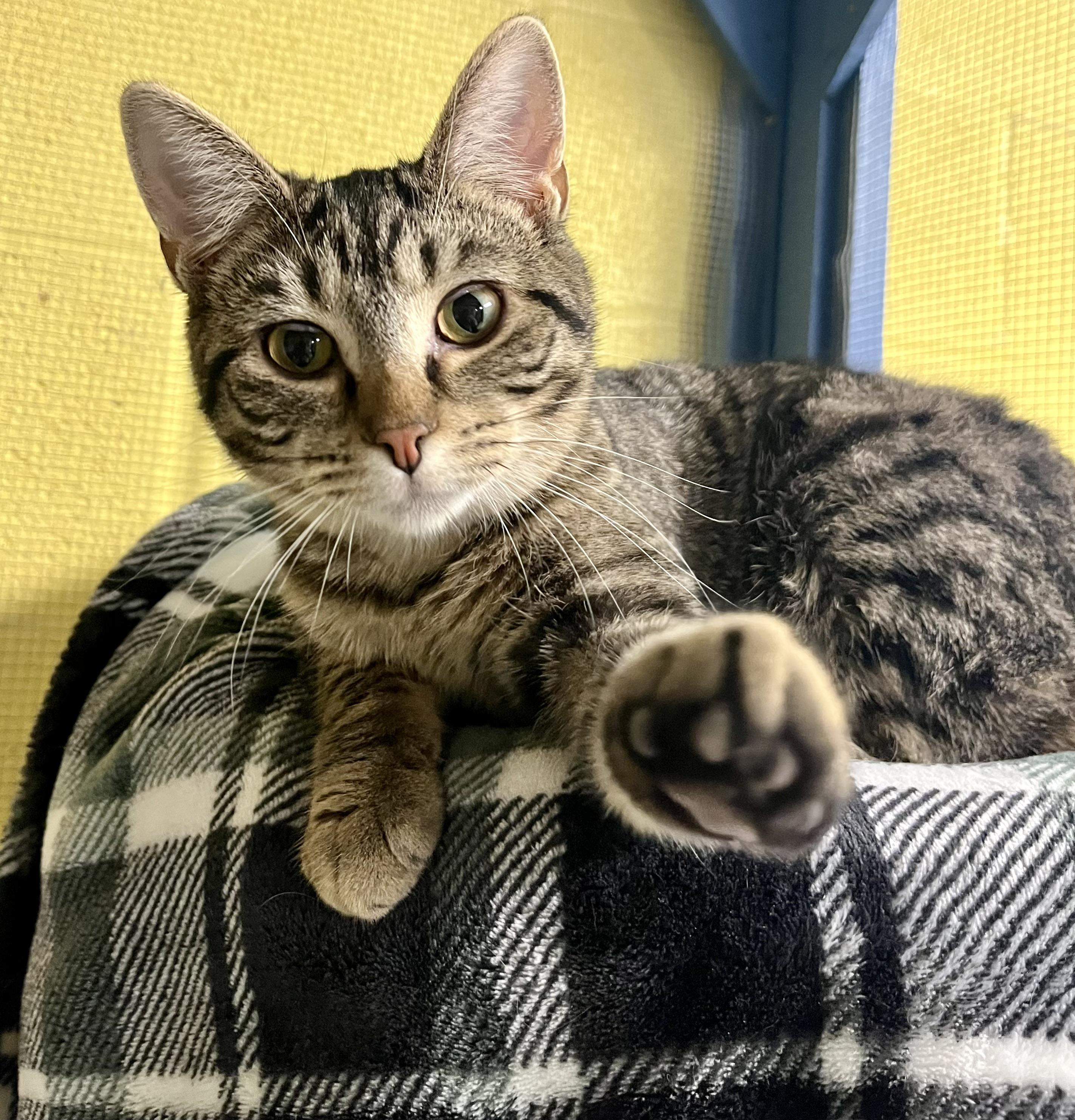 Sour, a Adoptable Domestic Short Hair in Seville, OH image 2/2