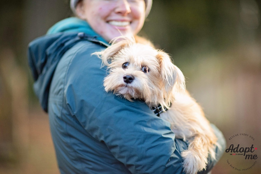 Enlarge Cayenne, a Adoptable mixed breed in Seattle, WA image 1/6