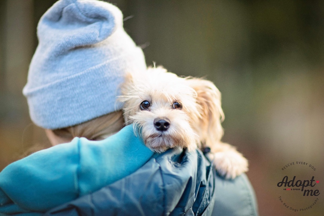 Enlarge Cayenne, a Adoptable mixed breed in Seattle, WA image 2/6