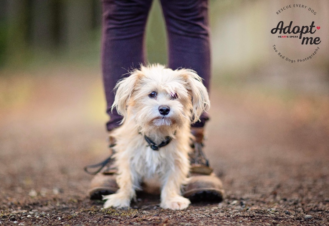 Enlarge Cayenne, a Adoptable mixed breed in Seattle, WA image 3/6