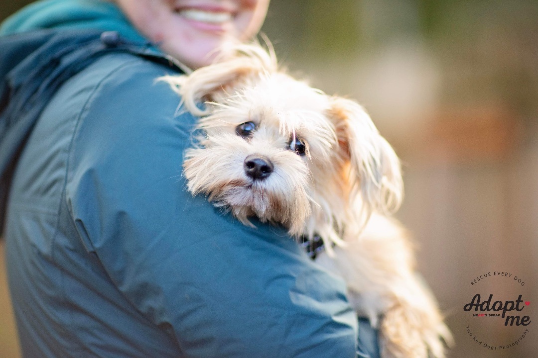 Enlarge Cayenne, a Adoptable mixed breed in Seattle, WA image 5/6