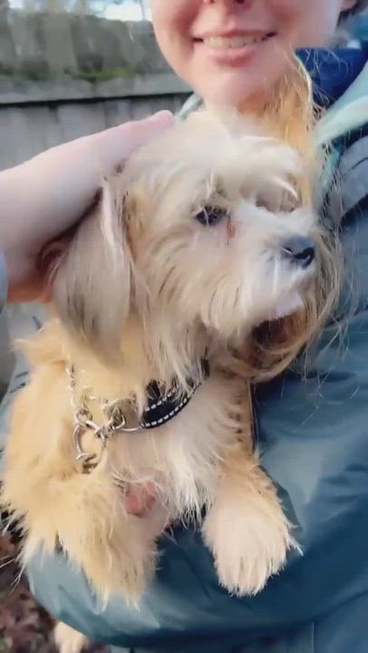 Enlarge Cayenne, a Adoptable mixed breed in Seattle, WA video 6/6