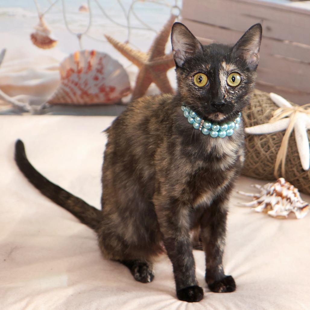 Darling, Adoptable, Adult Female Domestic Short Hair.