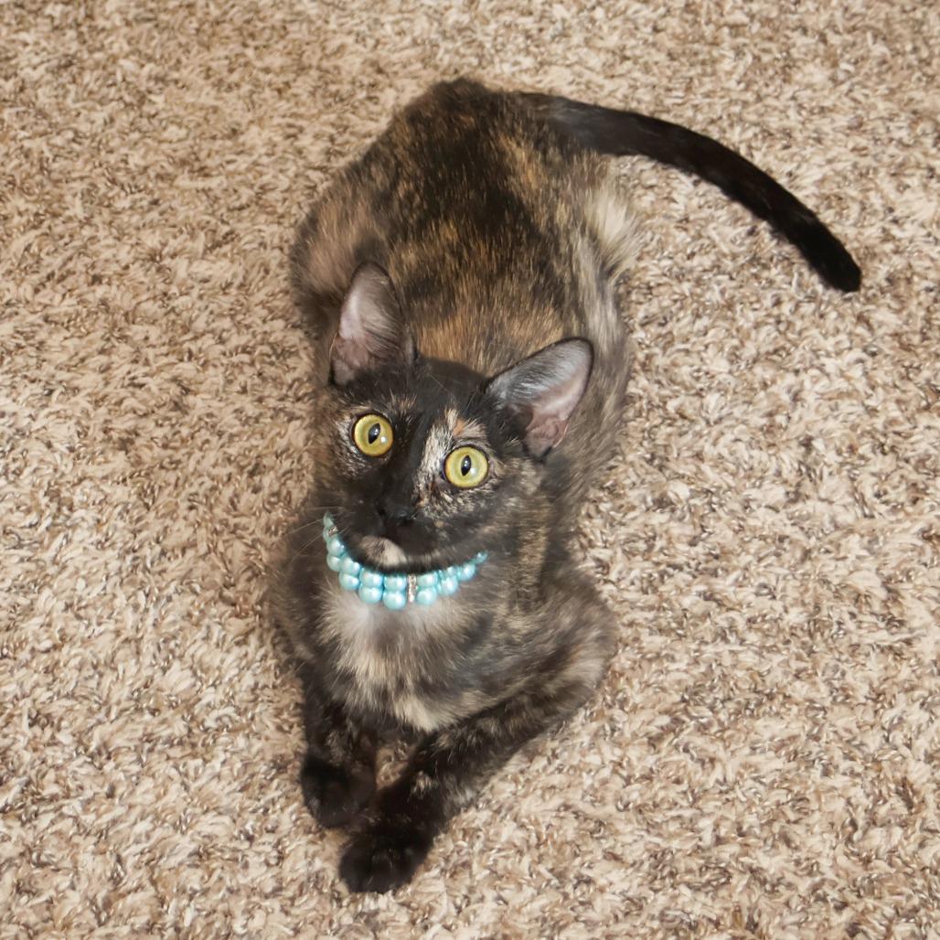 Enlarge Darling, a Adoptable Domestic Short Hair in FAIRWAY, KS image 2/6