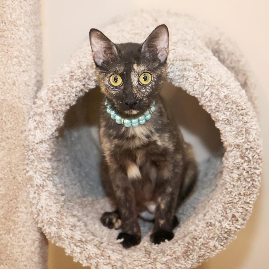 Enlarge Darling, a Adoptable Domestic Short Hair in FAIRWAY, KS image 3/6
