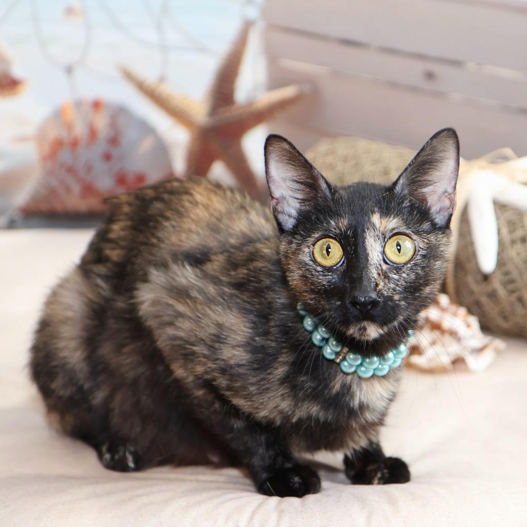 Enlarge Darling, a Adoptable Domestic Short Hair in FAIRWAY, KS image 4/6
