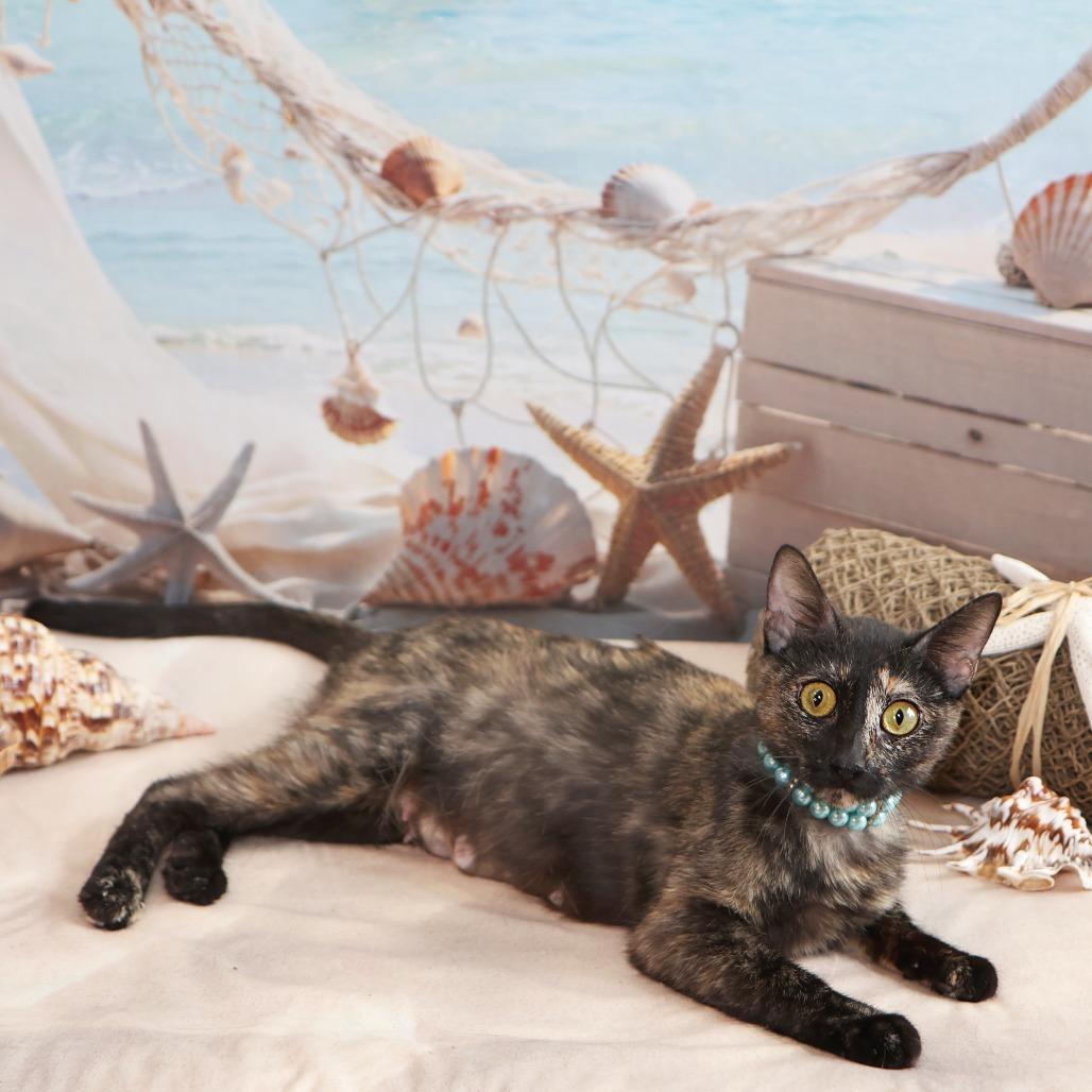Enlarge Darling, a Adoptable Domestic Short Hair in FAIRWAY, KS image 5/6