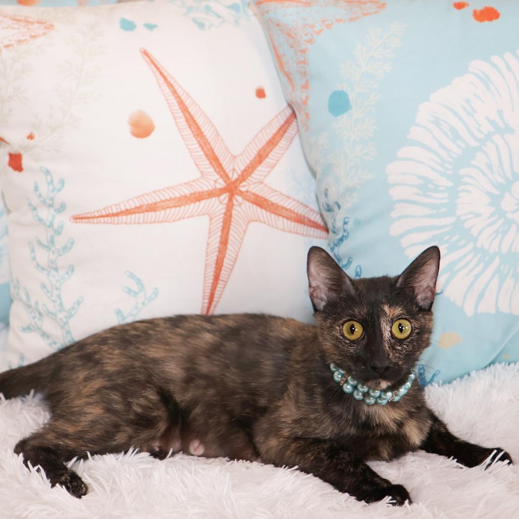 Enlarge Darling, a Adoptable Domestic Short Hair in FAIRWAY, KS image 6/6