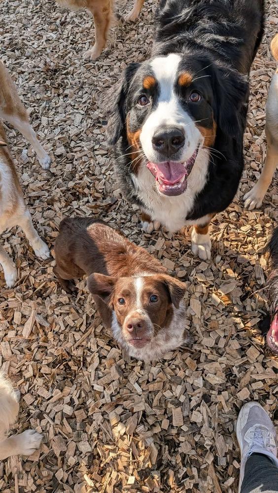 Crosby, Adoptable, Adult Male Mixed Breed.
