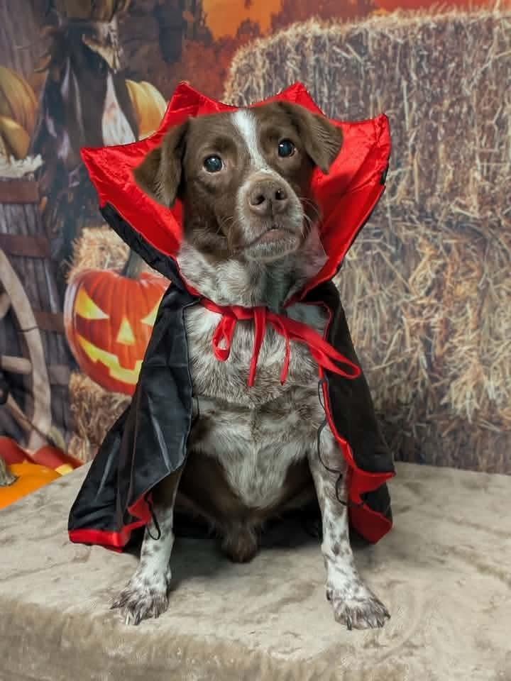 Enlarge Crosby, a Adoptable mixed breed in Wausau, WI image 2/5