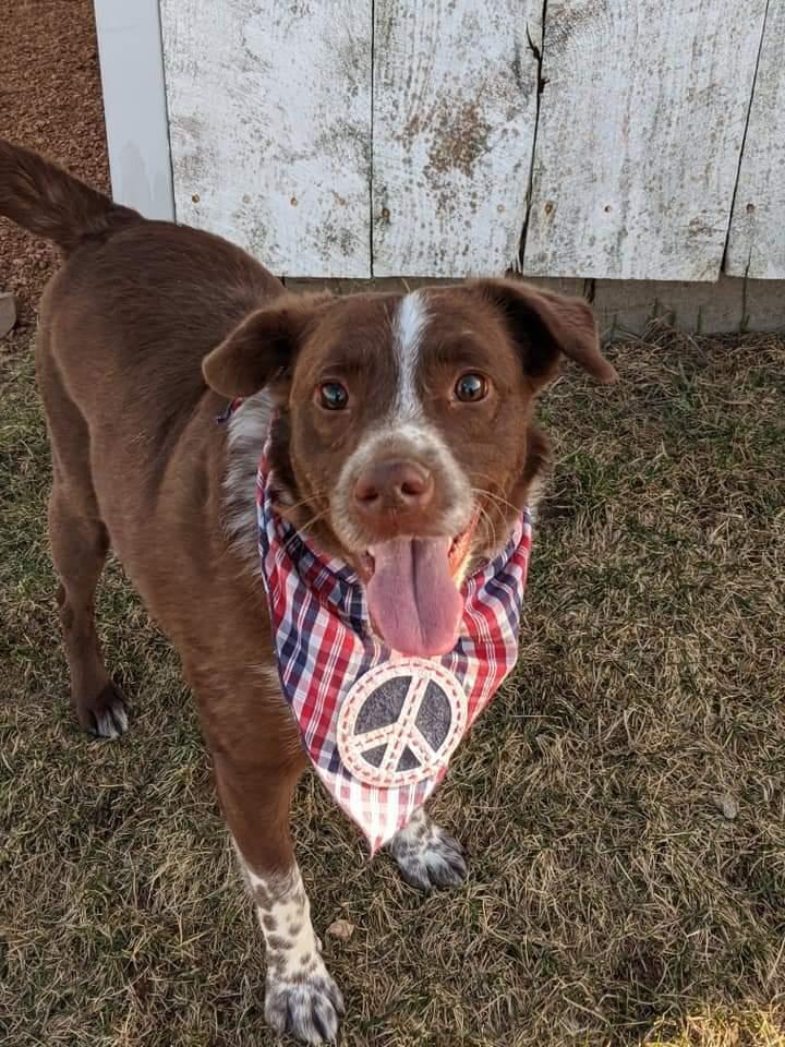 Enlarge Crosby, a Adoptable mixed breed in Wausau, WI image 3/5