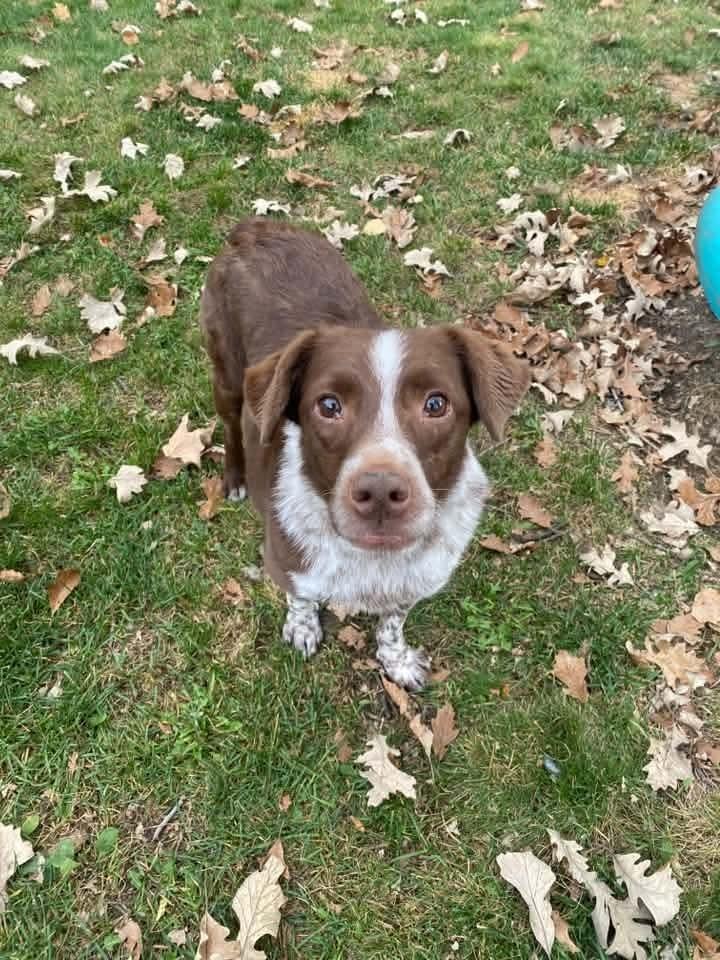 Enlarge Crosby, a Adoptable mixed breed in Wausau, WI image 4/5