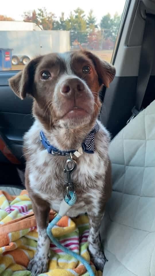 Enlarge Crosby, a Adoptable mixed breed in Wausau, WI image 5/5