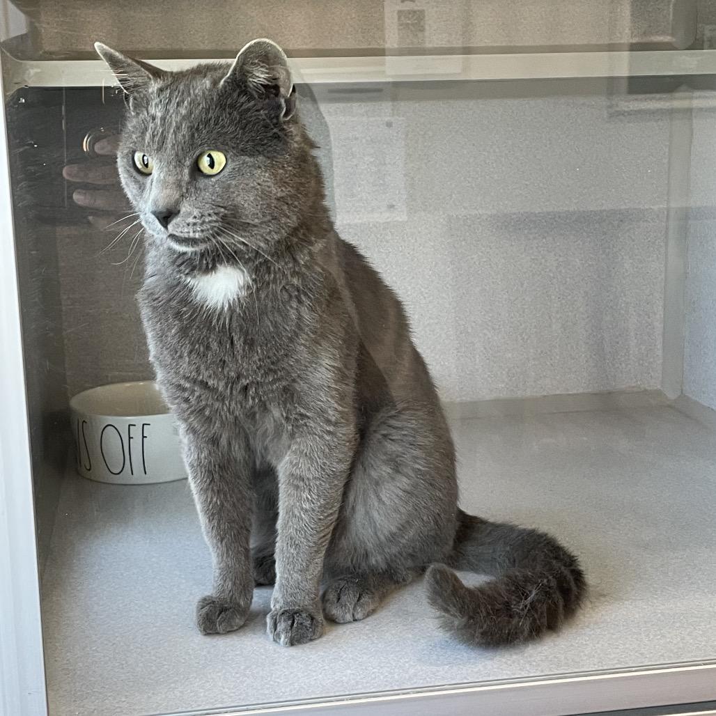 Whiskey, Adoptable, Adult Male Domestic Short Hair.