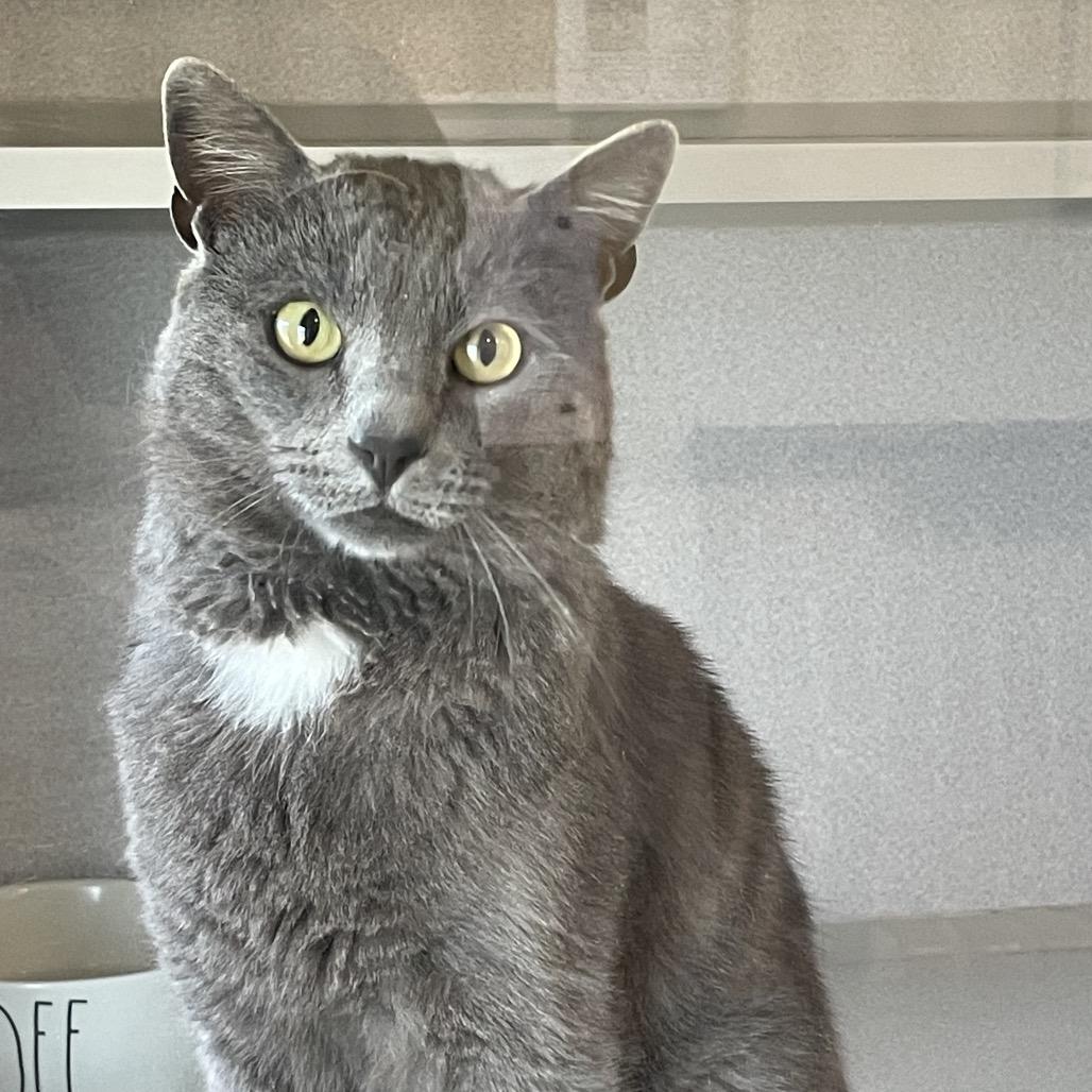 Enlarge Whiskey, a Adoptable Domestic Short Hair in Rexburg, ID image 2/3