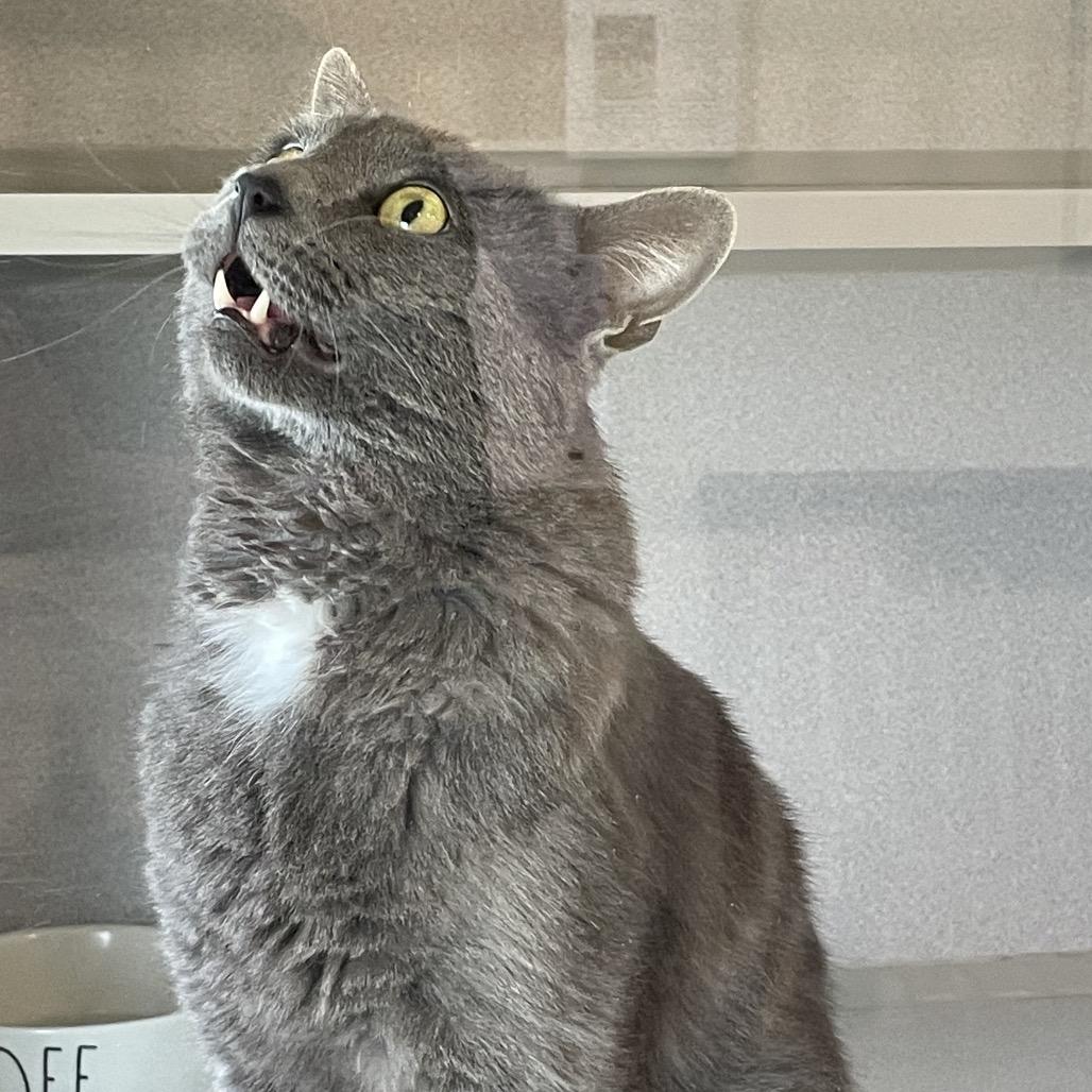 Enlarge Whiskey, a Adoptable Domestic Short Hair in Rexburg, ID image 3/3