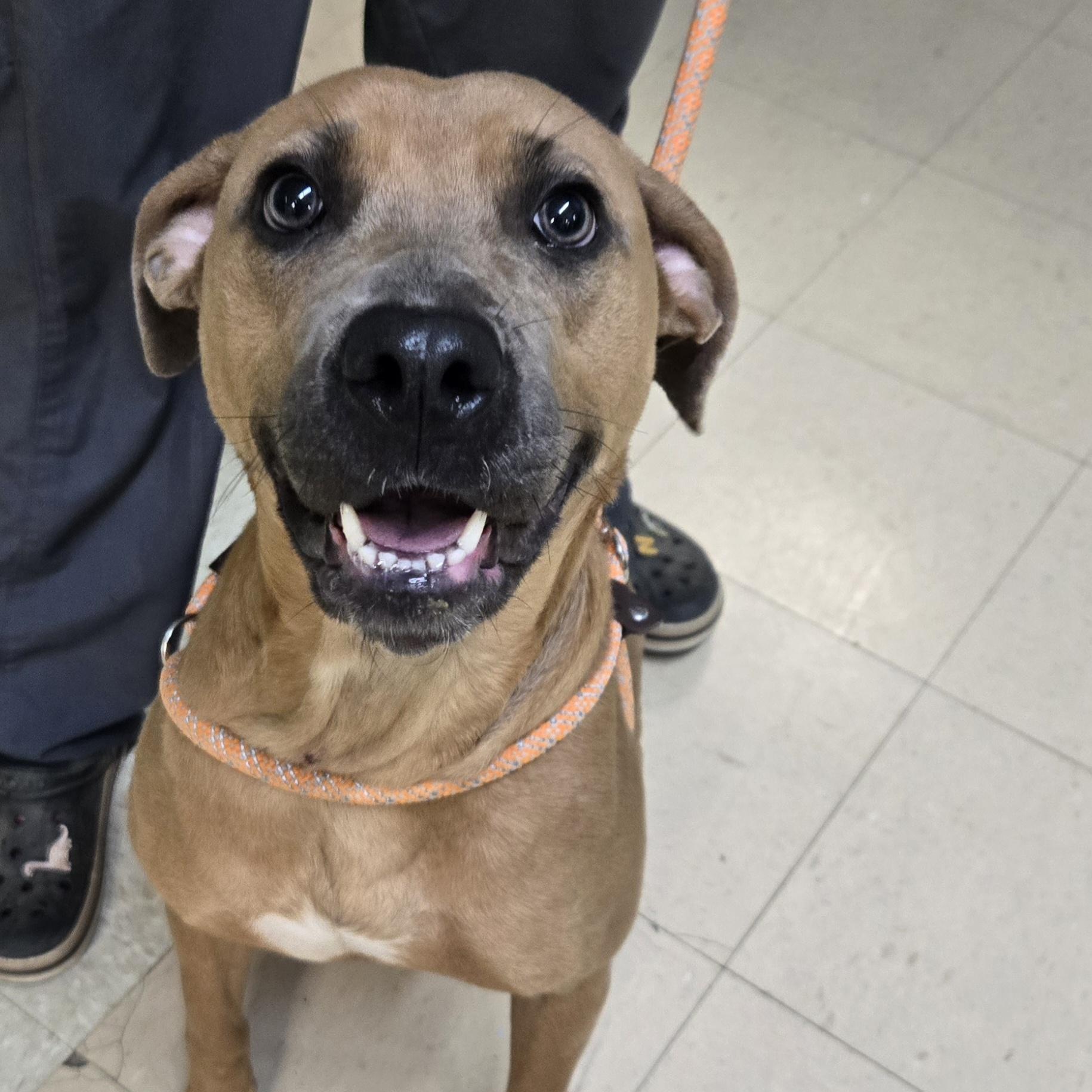 Enlarge Cookie, a Adoptable Pit Bull Terrier in Xenia , OH image 6/6
