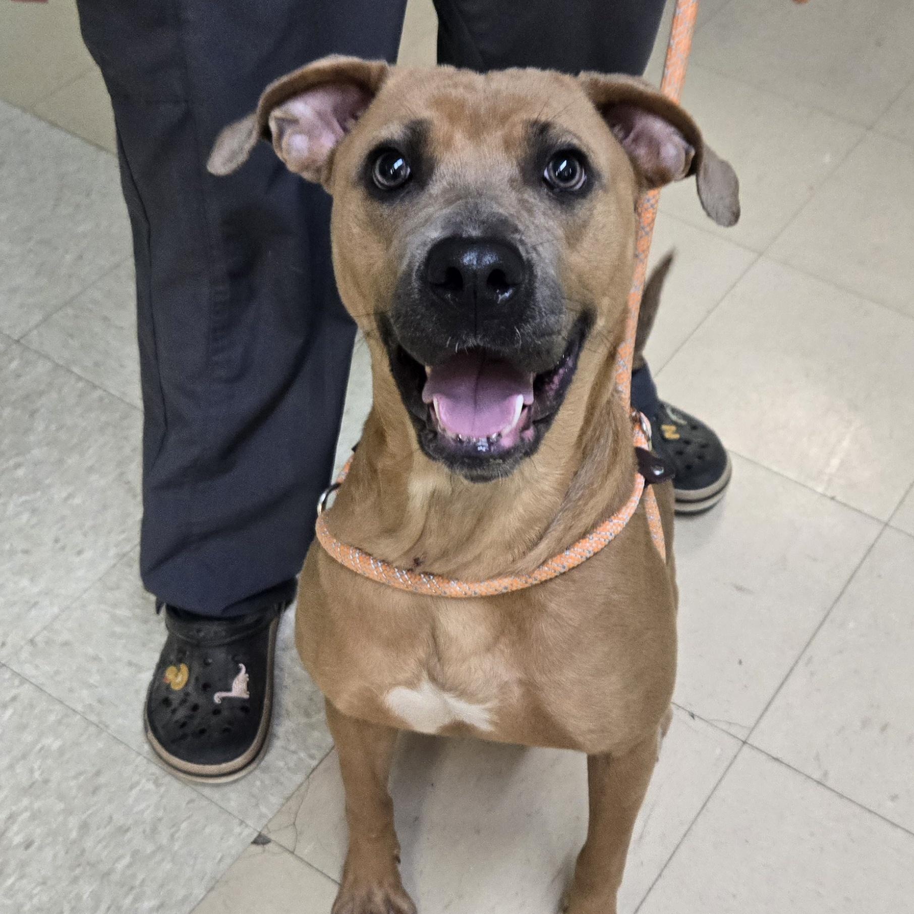 Enlarge Cookie, a Adoptable Pit Bull Terrier in Xenia , OH image 4/6