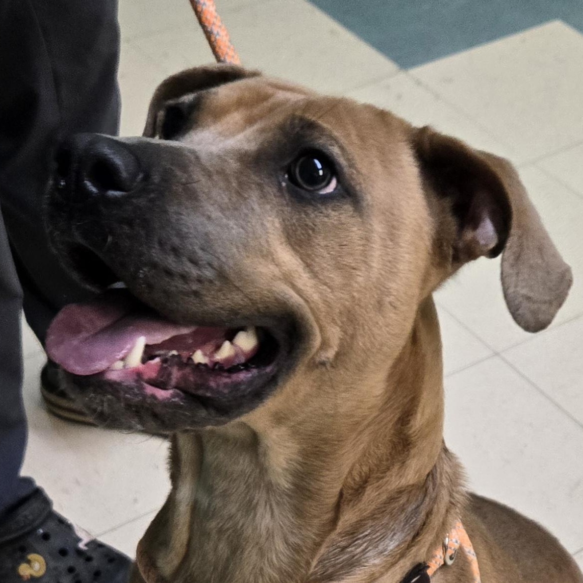 Cookie, Adoptable, Adult Female Pit Bull Terrier.