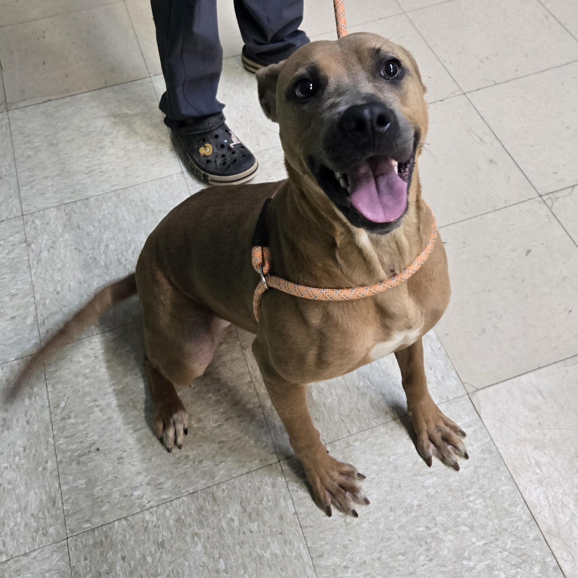 Enlarge Cookie, a Adoptable Pit Bull Terrier in Xenia , OH image 3/6