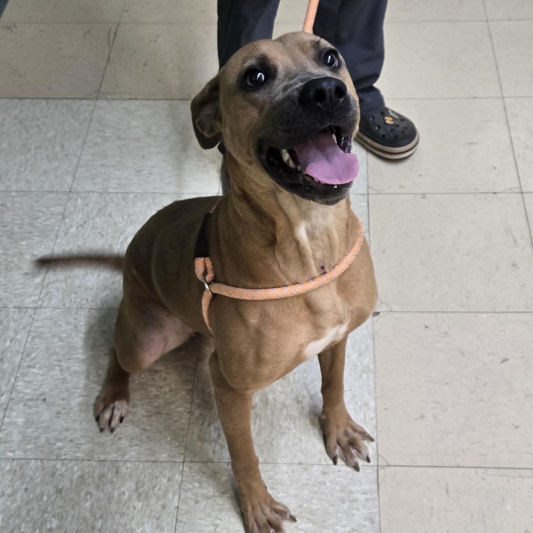 Enlarge Cookie, a Adoptable Pit Bull Terrier in Xenia , OH image 5/6