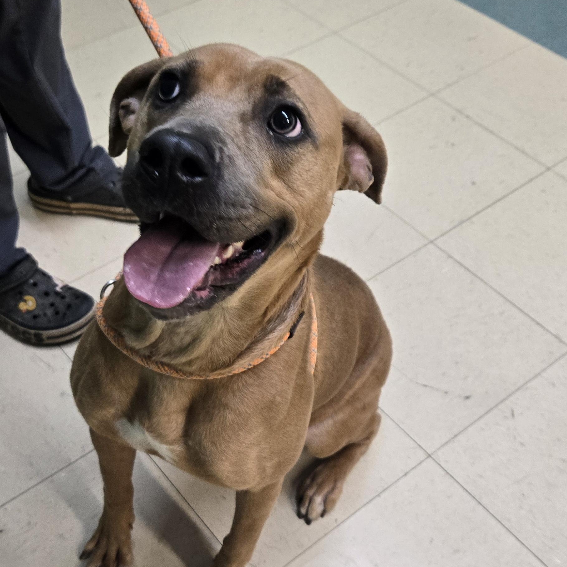 Enlarge Cookie, a Adoptable Pit Bull Terrier in Xenia , OH image 2/6