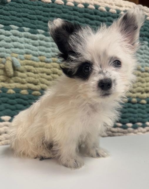 Blossom, ADOPTABLE, Puppy Female Yorkshire Terrier & Chihuahua.