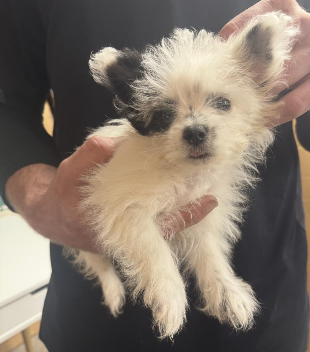 Enlarge Blossom, a ADOPTABLE mixed breed in Cushing, OK image 3/4